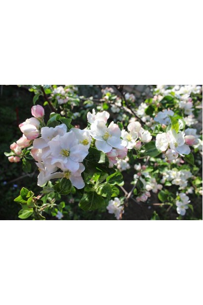 Яблоки Slava Pobeditelyam - высокий урожай и отличный вкус.