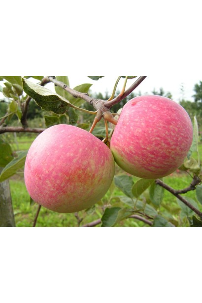 Слава Победителям - поздний сорт яблок с красной кожурой.