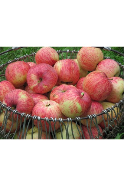 Malus domestica Slava Pobeditelyam - сочные яблоки для хранения.