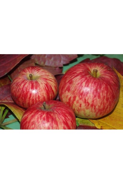 Яблоки Слава Победителям - ароматные плоды с кисло-сладким вкусом.