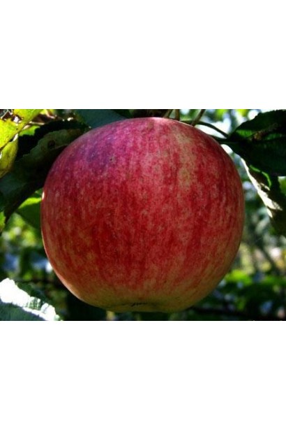 Slava Pobeditelyam - яблоки с насыщенным ароматом и сочностью.