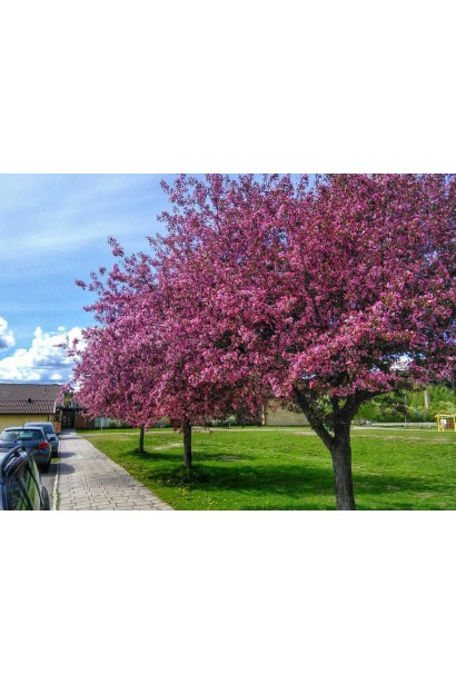 Яблуня райська плодова з ароматними плодами.