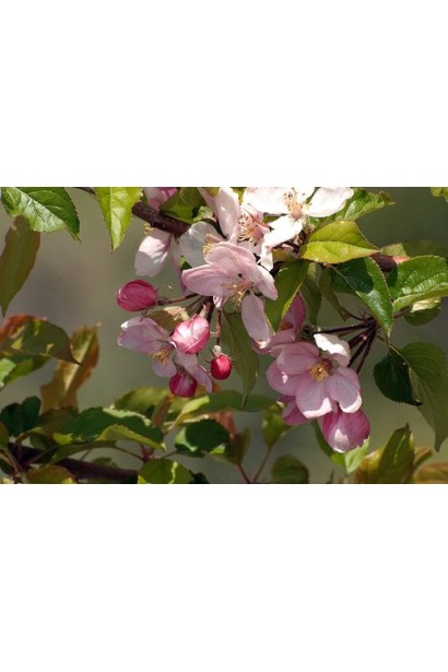 Malus Paradise Apple — декоративність та осінній урожай.