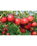 Яблуня Райська плодова (осіння) | Malus Paradise Apple