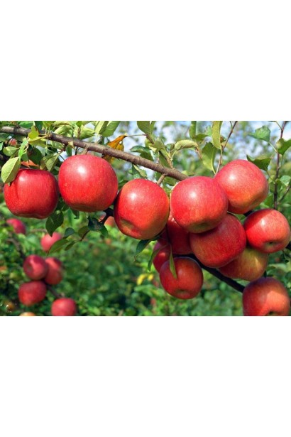 Райська яблуня з осінніми ароматними плодами.