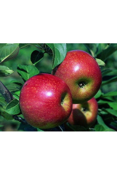 Malus Paradise Apple — маленькі, смачні осінні яблучка.
