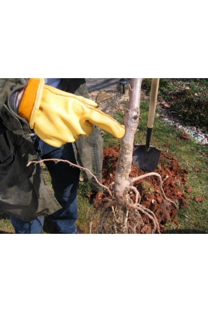 Райська яблуня з голим коренем