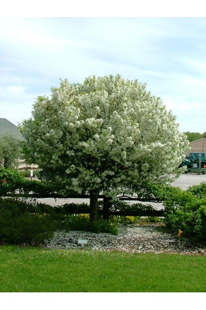 Сорт яблок Topaz с высокой устойчивостью к болезням.