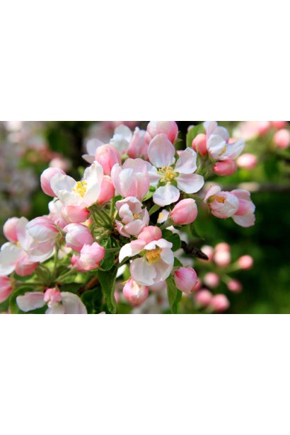 Яблоня домашняя Топаз цветение в саду