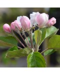 Яблуня домашня Топаз (зимова) | Яблоня домашняя Топаз (зимняя) | Malus domestica Topaz