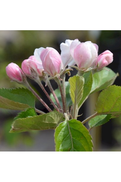 Malus domestica Topaz