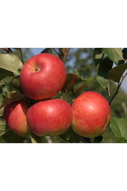 Malus domestica Topaz - сочные яблоки с насыщенным ароматом.