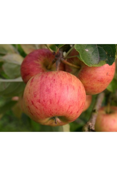 Яблоки Топаз - яркие плоды для хранения зимой.