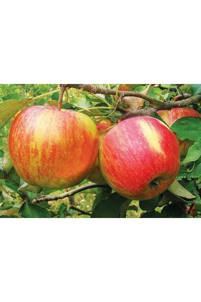 Топаз - зимний сорт яблок с кисло-сладким вкусом.