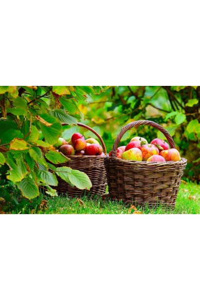 Топаз - зимний сорт с отличными вкусовыми качествами.