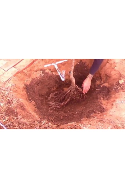 Яблоня домашняя Топаз (зимняя) 