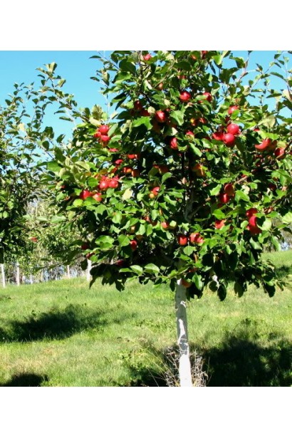Сорт Флорина - ароматные яблоки с ярко-красным цветом.