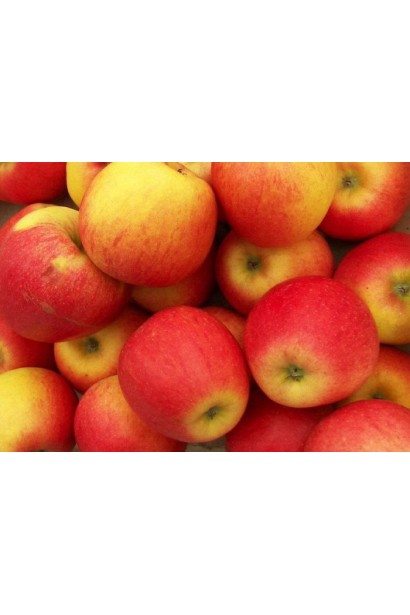 Malus domestica Florina - сочные яблоки с легким ароматом.