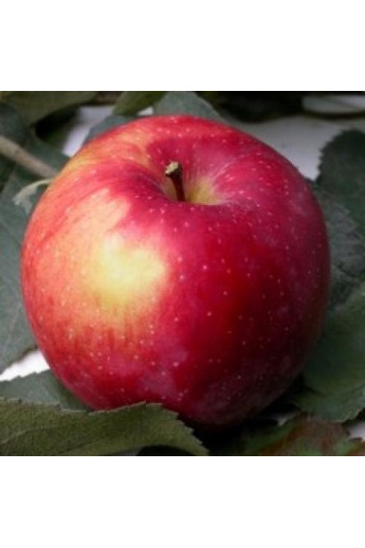 Malus Florina - сорт с приятным кисло-сладким балансом.