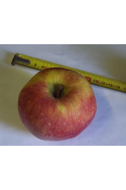 Malus domestica Florina - универсальные плоды для сада и стола.