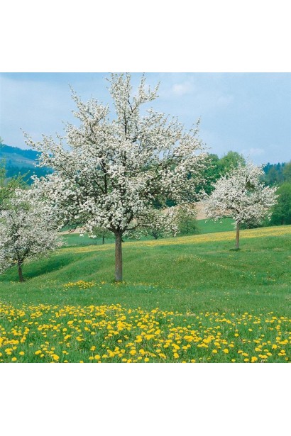 Сорт Florina - устойчивый к болезням зимний сорт яблок.