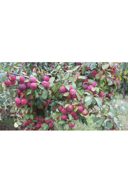 Зимние яблоки Флорина со сладким, медовым привкусом.