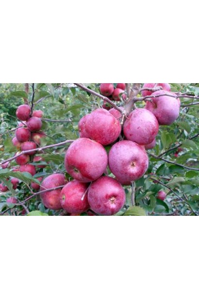 Яблоки Флорина - красные плоды для длительного хранения.