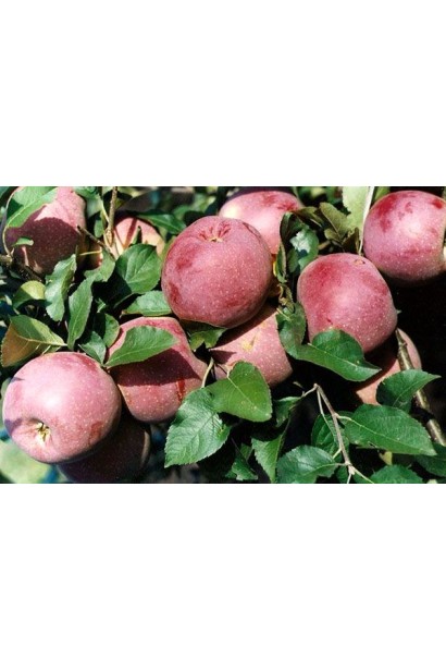 Malus Florina - замечательные яблоки для свежего потребления.