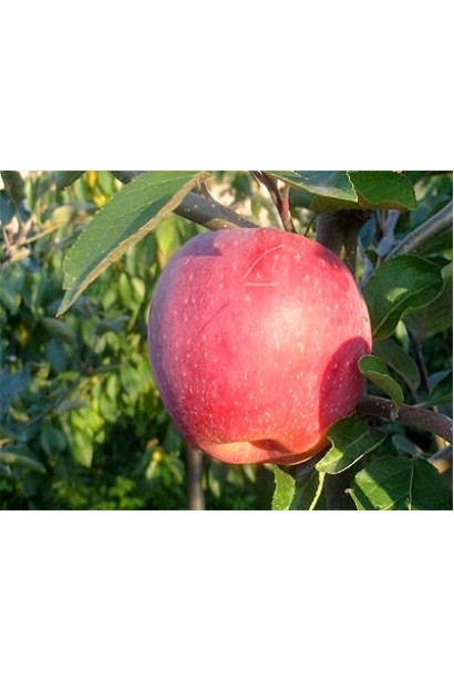 Флорина - зимний сорт яблок со сладким вкусом.