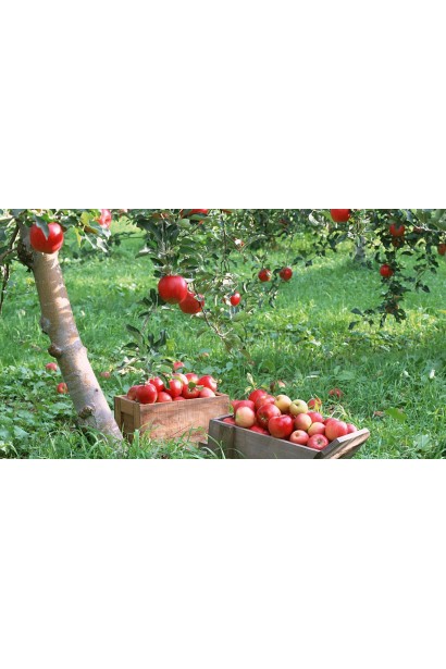 Яблоки Флорина - насыщенный цвет, сладкий вкус и аромат.