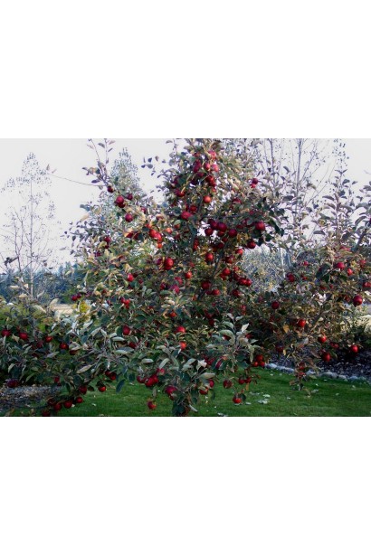 Яблоня домашняя Фуджи (зимняя) в саду