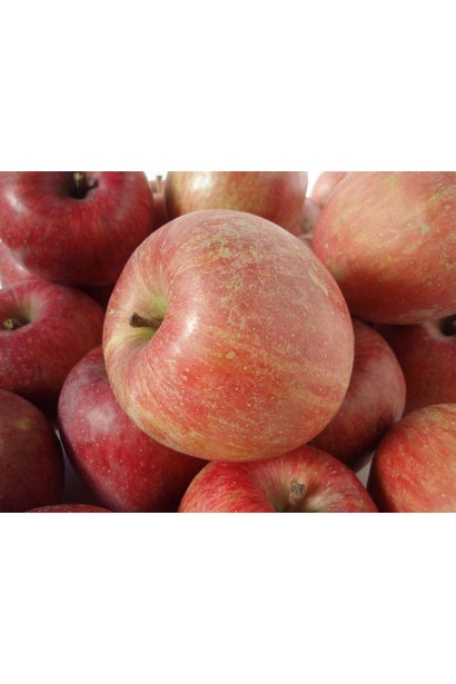 Malus domestica Fuji - сочные яблоки с хрустящей мякотью.