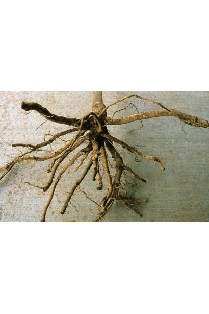 Яблоня домашняя Фуджи (зимняя) с голым корнем