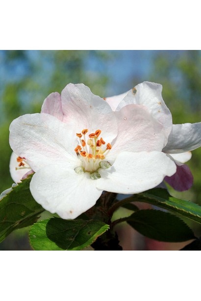 Яблоня домашняя Фуджи (зимняя) | Яблуня домашня Фуджi (зимова) | Malus domestica Fuji
