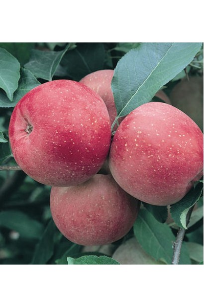 Зимний сорт Фуджи - хрустящие, сочные и ароматные плоды.