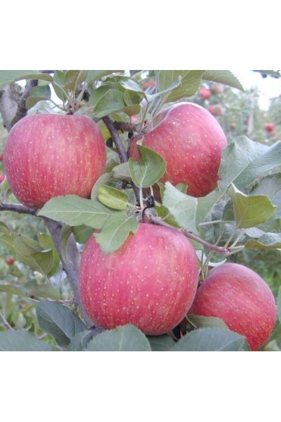 Сладкие яблоки Фуджи с насыщенным ароматом.