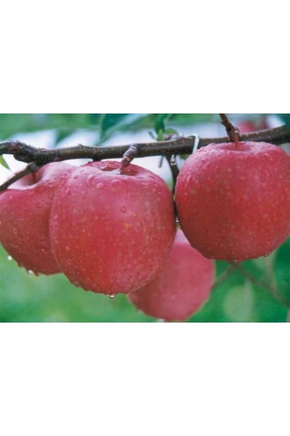 Сорт Фуджи - насыщенный красный цвет и медовый вкус.