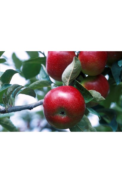 Сладкие яблоки Фуджи для садоводов и садовых центров.