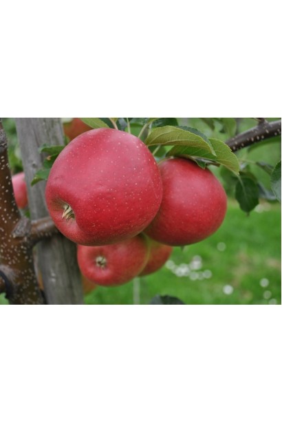 Фуджі — зимовий сорт яблук із солодким смаком.