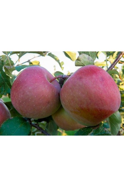 Сорт Fuji - устойчивые к хранению и транспортировке яблоки.