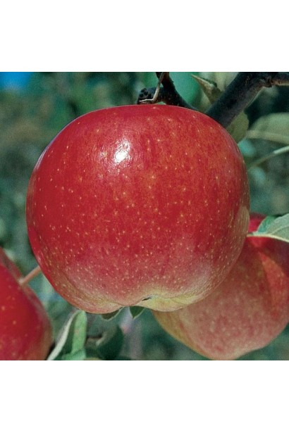 Яблоки сорта Фуджи - сочные плоды для здорового перекуса.