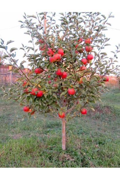 Осінній сорт Чемпіон із насиченим смаком і ароматом.