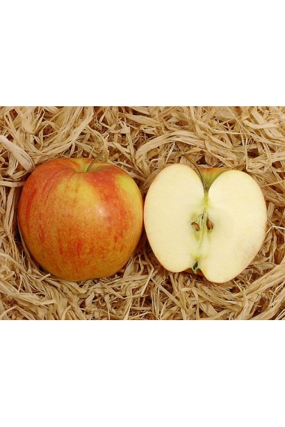 Чемпіон — осінній сорт яблук із соковитою м’якоттю.