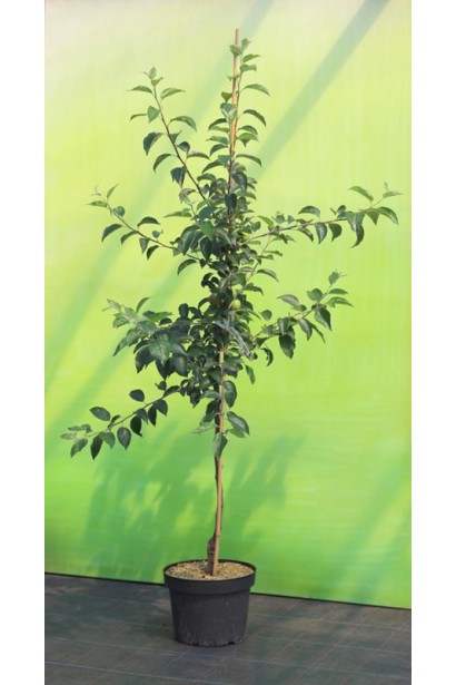 Malus domestica Champion