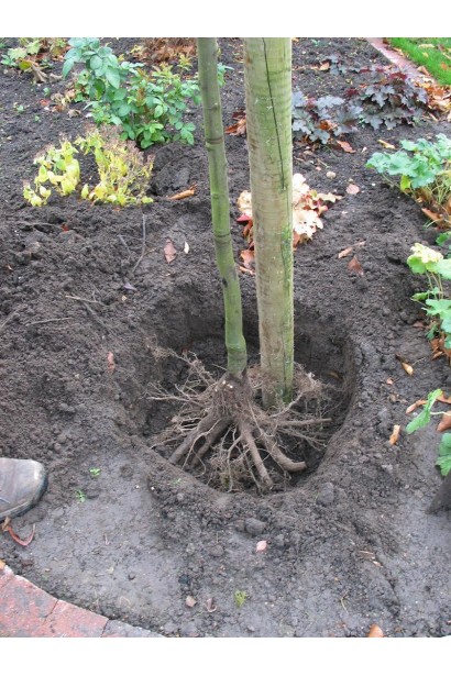 Посадка Яблуні Чемпіон з голим коренем