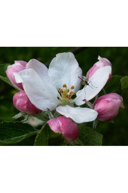 Яблуня домашня Чемпіон (осіння)