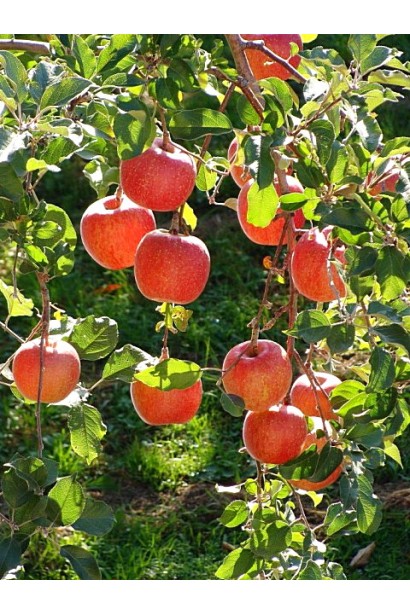 Чемпіон — яблука з хрусткою текстурою та солодким смаком.