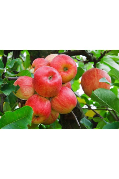 Чемпіон — соковиті й ароматні яблука для садівників.