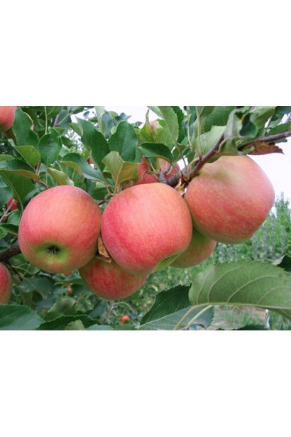 Сорт Champion — популярний вибір для садівників і гурманів.