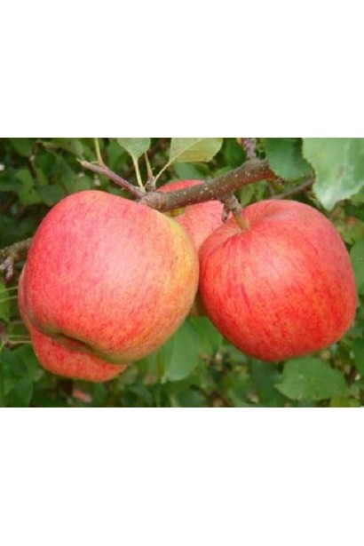 Осінній сорт Чемпіон із тривалим періодом зберігання.